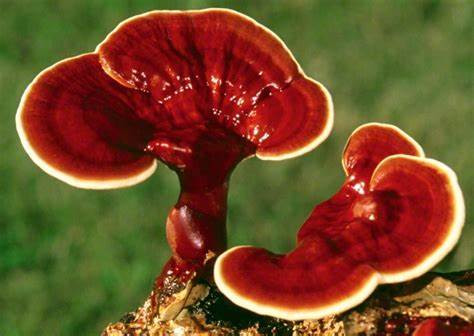 Reishi Mushroom Extract Powder1.jpg